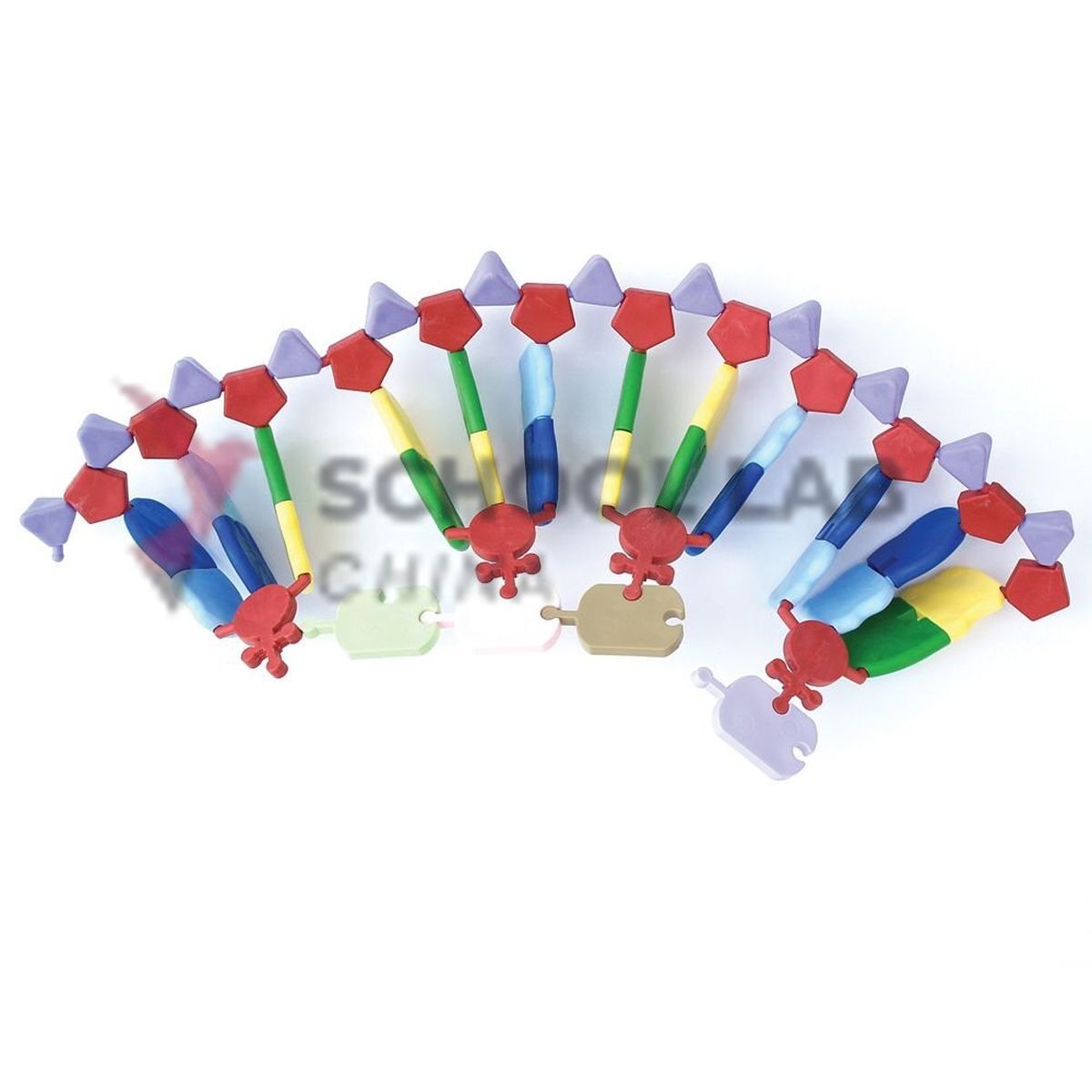 Mini DNA Molecular Model Kit - Protein Synthesis Kit: 24-base